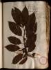  Fol. 17 

Lotus arbor. Sebesten alijs. Pseudolotus in germanico codice Matthioli. Laurus regia. Diospyros sive Faba Graeca latifolia. Pseudolotus Matth.